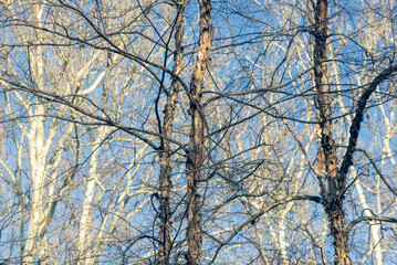 Bare trees against a blue sky in winter