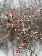 red berries on snow