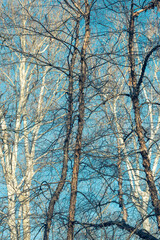 Bare trees against a blue sky in winter