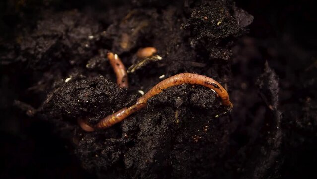 earth worm moving on ground. Red worm is moving in the fertile soil, are used to fertilize the soil and make it good for crops. Large earthworm on the ground wriggles and crawls