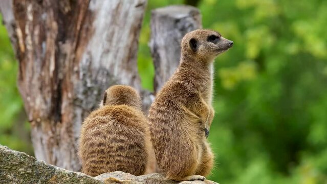 Funny animals.Two meerkats standing up on sentry duty,looking into the distance,Botswana