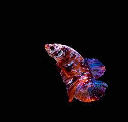 Siamese fighting fish (Halfmoon betta )isolated on black background. with clipping path.	