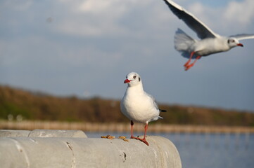 A brown-headed gull with a white body with a bright red mouth stands on the edge of a bridge with pork crackling (food). Seagull is a sea bird that migrates to escape the cold weather to Bang Pu. 