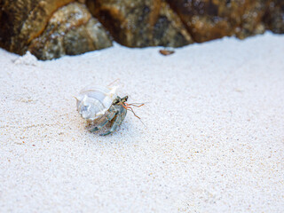 Hermit or diogenes crab in a beautiful gastropod shell as dwelling with water. Posibly from genus Coenobita. On white sand on beach in Thailand. Copy space