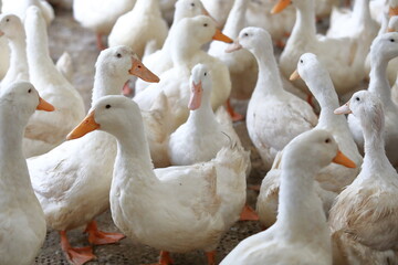 farm free range goose