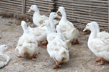farm free range goose