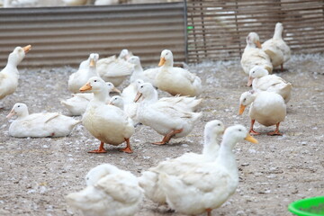 farm free range goose