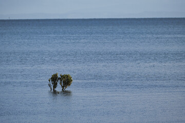 mangrove tree Western Port Bay Victoria Australia