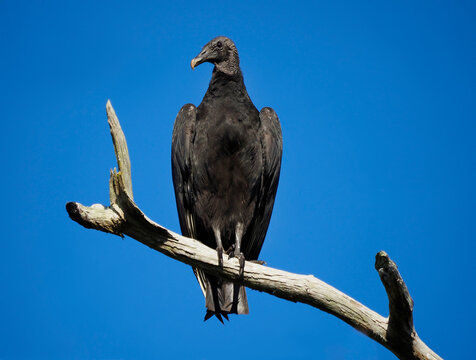 A Black Vulcher Perched on a Dead Tree In Search of It's Next Meal
