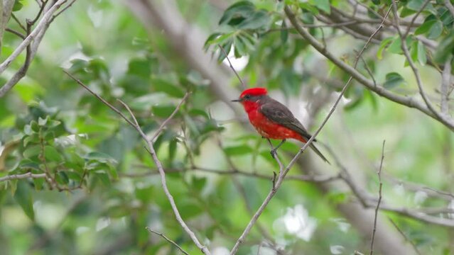 Vivid red color plumage, male scarlet flycatcher, pyrocephalus rubinus perching on a twig and fly away with green leaves swaying in the wind in the background, at ibera wetlands, pantanal reserves.