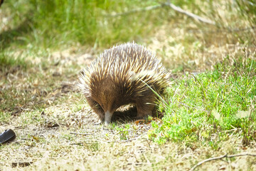 Echidna, native fauna of Australia in the wild