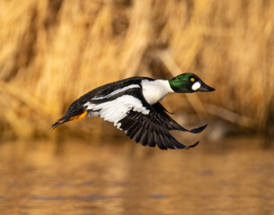 Common goldeneye (Bucephala clangula) drake in flight with full breeding plumage Colorado, USA