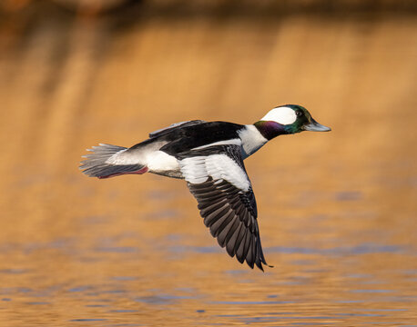 Bufflehead (Bucephala albeola) drake in flight with full breeding plumage Colorado, USA