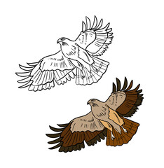 Illustration for a coloring book in color and black and white. Drawing of a eagle on a white isolated background. High quality illustration