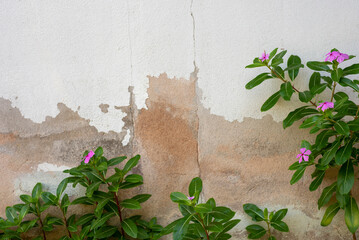 A small tree on the edge of an old cement wall