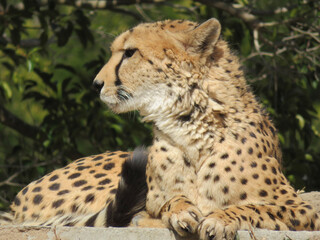 portrait of a cheetah
