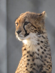 cheetah in the grass
