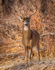 White tailed deer (Odocoileus virginianus) looking head on while walking out of brush Colorado, USA