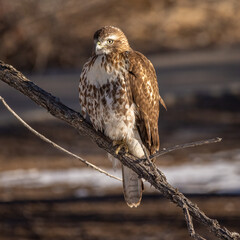 Juvenile Red- tailed hawk (Buteo jamaicensis) perched on tree branch Colorado, USA