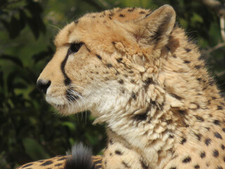 portrait of a cheetah