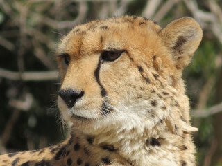 portrait of a cheetah