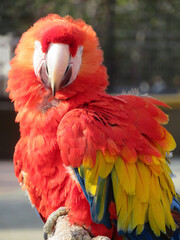 red and yellow macaw