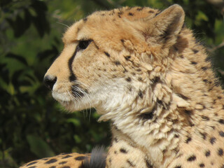 portrait of a cheetah