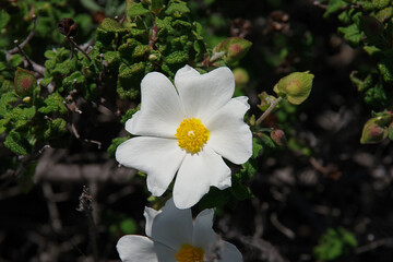 White bush flower blossom in California early spring