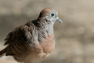 Close-up Zebra Dove was Standing on The Ground