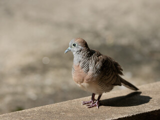 Close-up Zebra Dove was Standing on The Ground