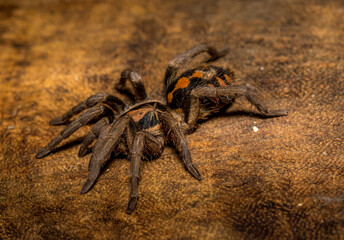 Araña