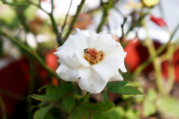 white rose in nature