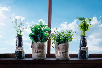 Cottage window with four herbs, oregano, mint, thyme and parsley, in vintage style pots © ChristopherTP