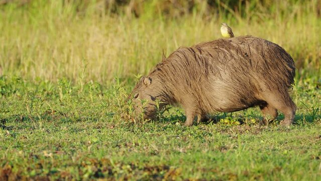 Pregnant capybara grazing on river bank with bird hitching a ride on back