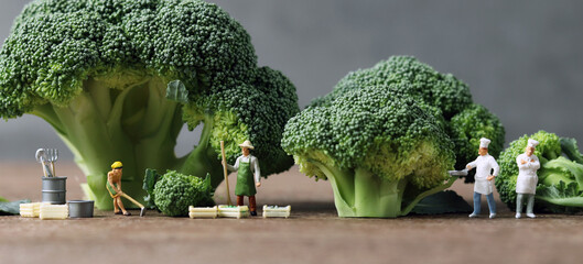 Broccoli and miniature people with business concept. Miniature farmers working and Miniature chefs...