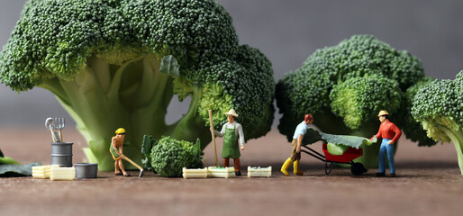 Broccoli and miniature people with business concept. Miniature farmers working and broccoli.

