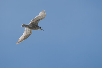 Herring Gull Seagull flying over head with blue sky.