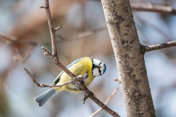 Cute bird, Eurasian blue tit, songbird sitting on a branch without leaves in early spring