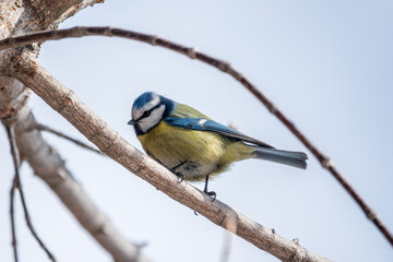 Cute bird, Eurasian blue tit, songbird sitting on a branch without leaves in early spring
