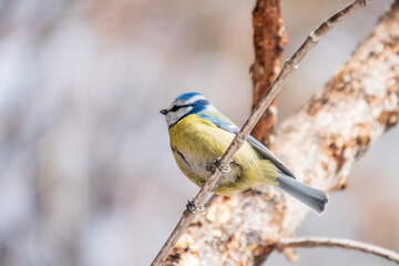 Cute bird, Eurasian blue tit, songbird sitting on a branch without leaves in early spring