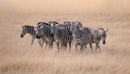 Fototapeta na wymiar zebras in the savannah, family portraits