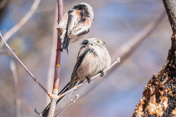 Two European long-tailed tits, latin name Aegithalos caudatus. Two birds sitting on a branch in a deciduous forest.