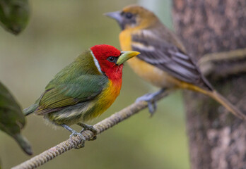 red-headed barbet, Eubucco bourcierii, Capitonidae, Costa Rica