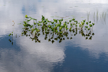 蓮池の映り込み