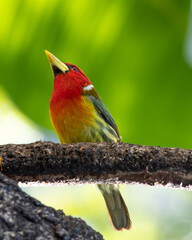 red-headed barbet, Eubucco bourcierii, Capitonidae, Costa Rica