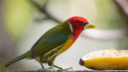 red-headed barbet, Eubucco bourcierii, Capitonidae, Costa Rica