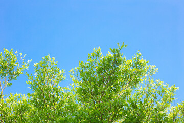 green plant tree leaf against on blue sky background