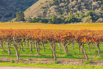 Sunny view of the vineyard landscape of Salinas Valley