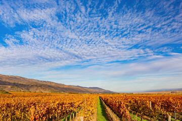 Sunny view of the vineyard landscape of Salinas Valley