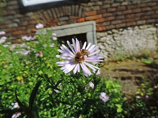 Bee on violet flower
